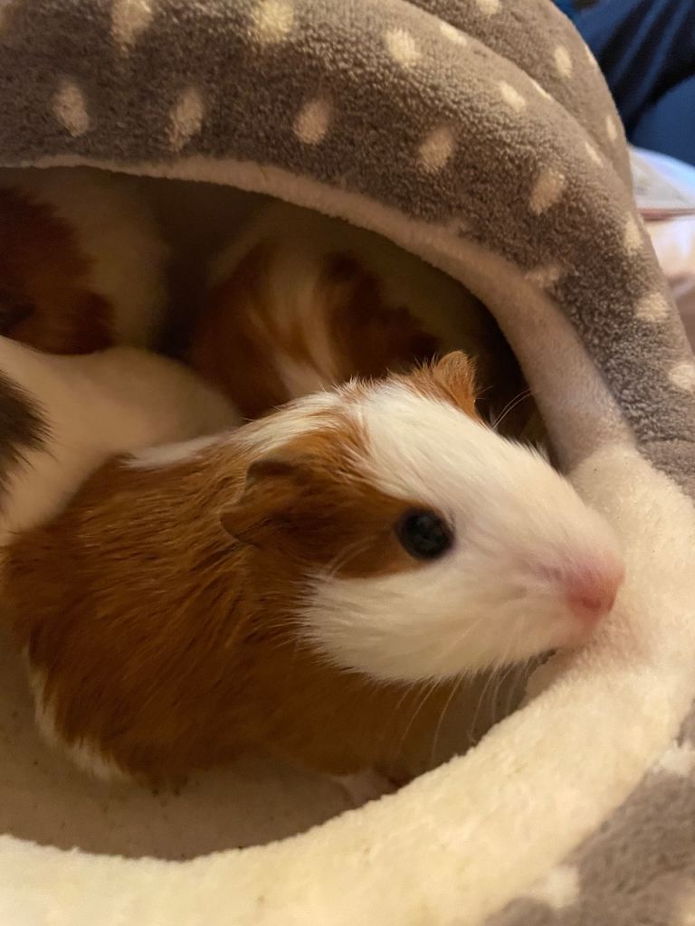 Guinea Pig Boy for sale