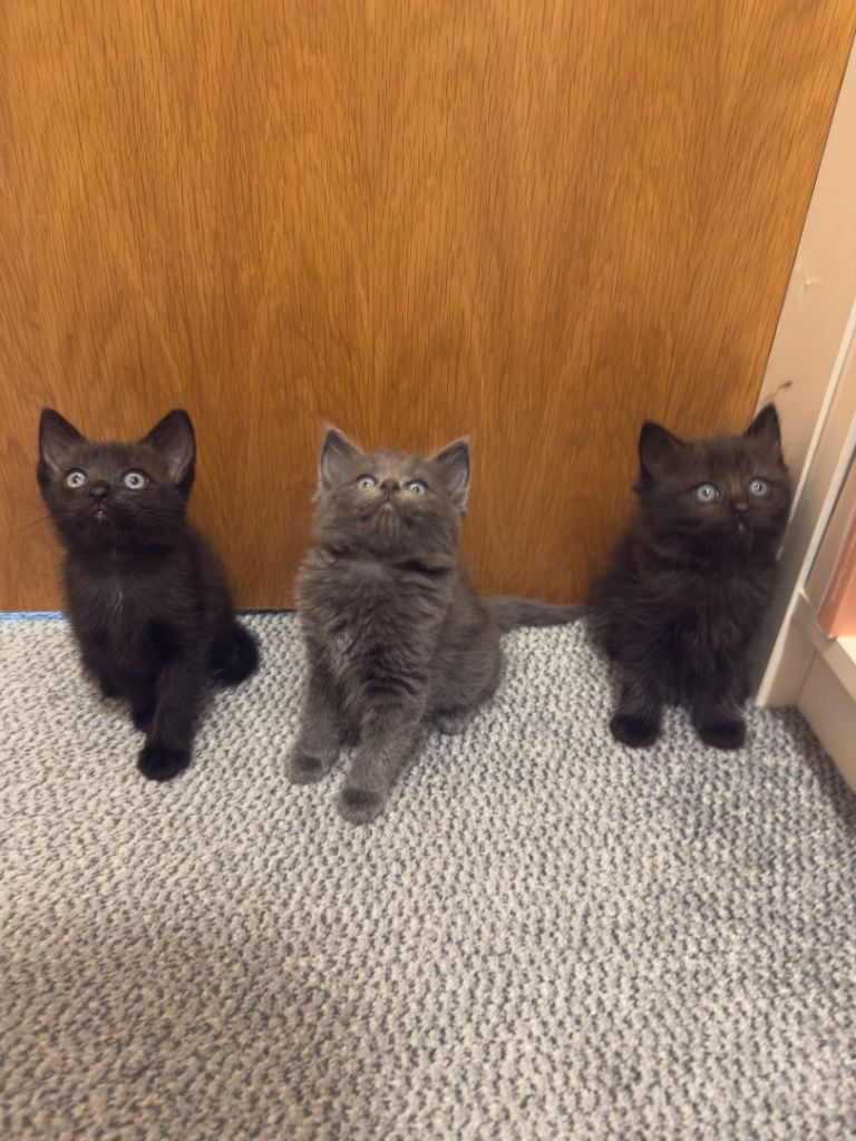 Ragdoll & British Shorthair Kittens 