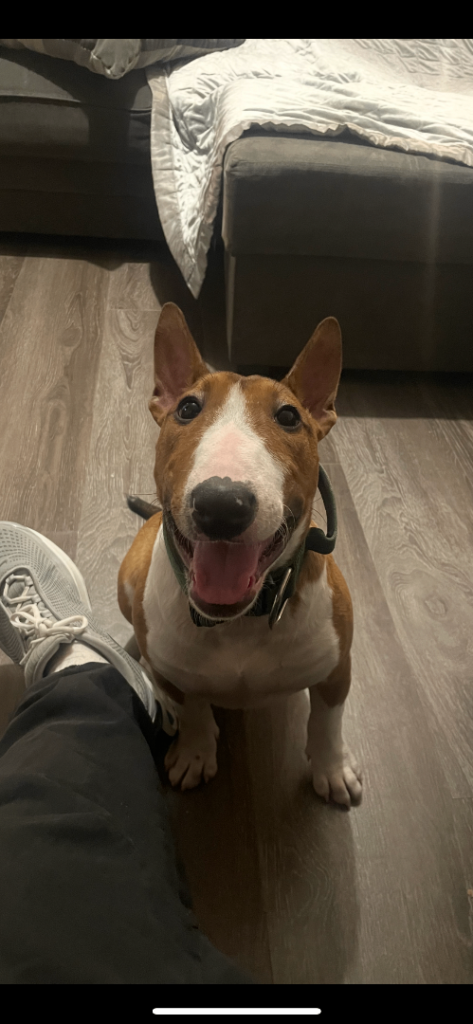 Female 9 Month Old English Bull Terrier 