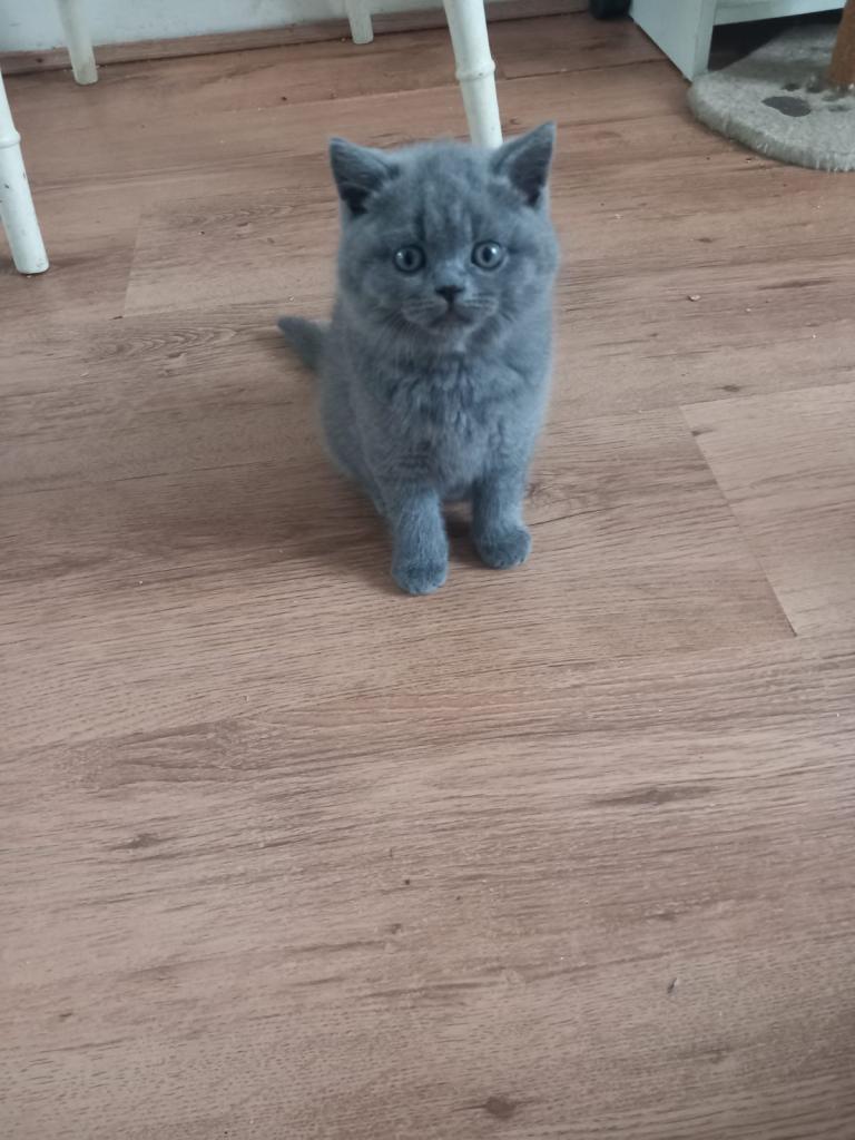 British short hair kitten 