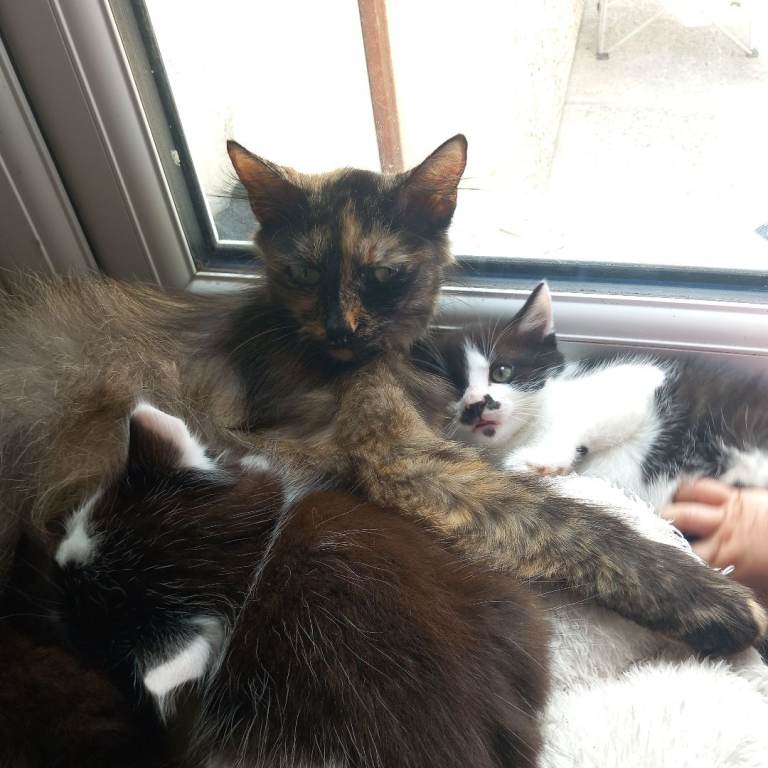 4 kittens for sale, available to collect now