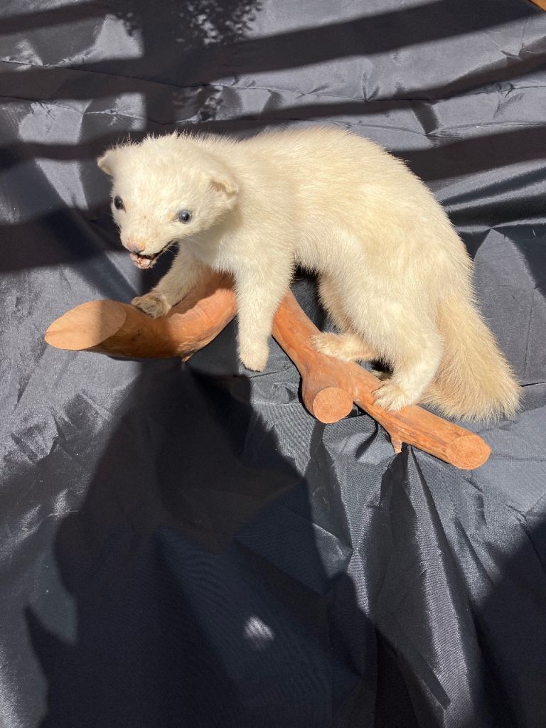 Taxidermy Ferret 
