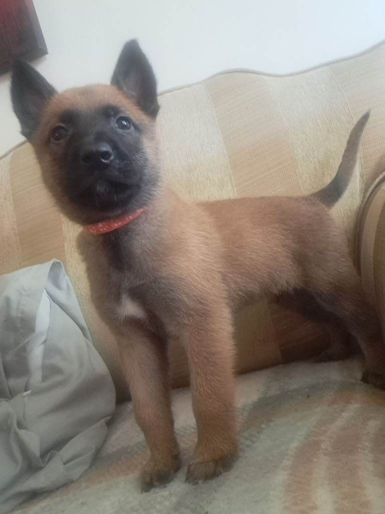 Belgian malinois x dutch herder