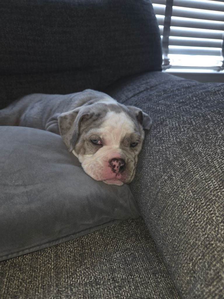 Olde english bulldog puppies  1 male 1 female 