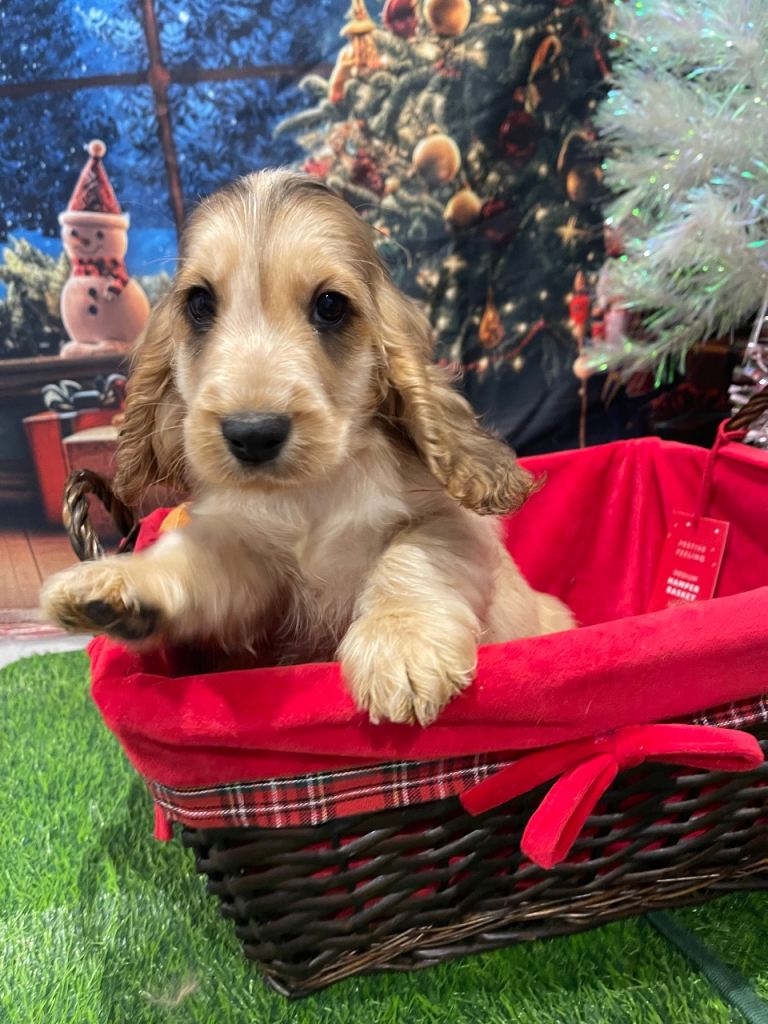Quality Show type Cocker Spaniel Puppies for sale 