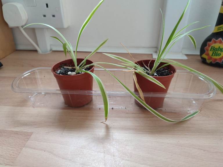Two Spider plants 
