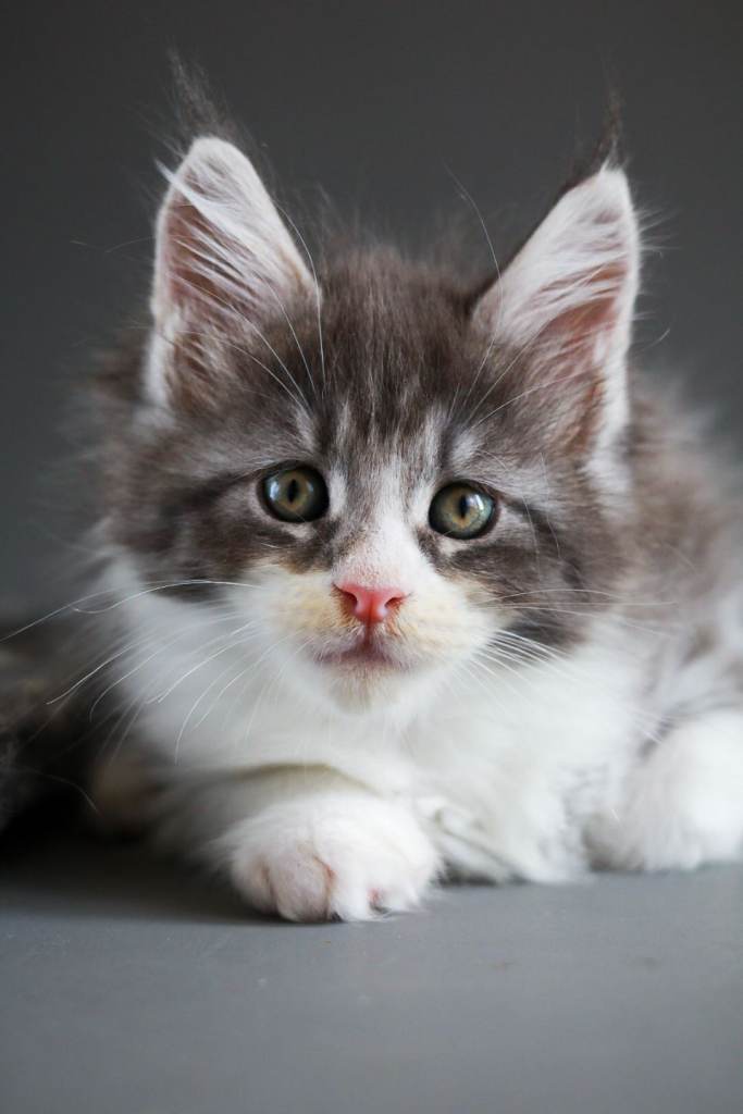 TICA registered Maine Coon Kittens – 1 Boy & 4 Girls Available