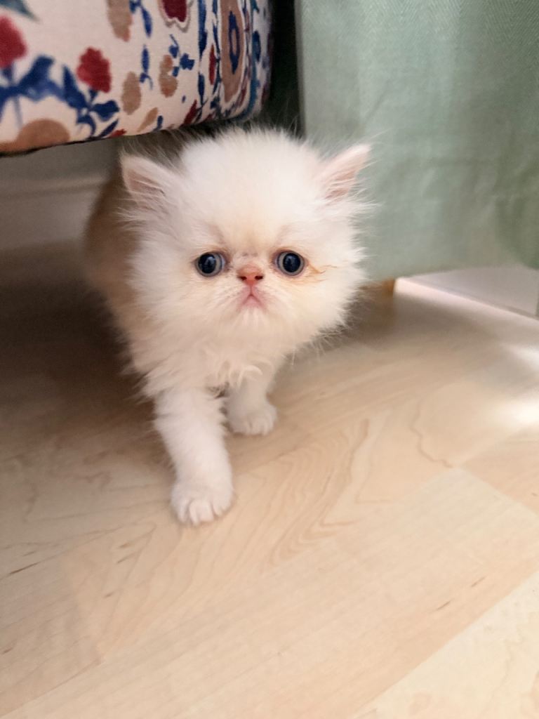 Persian kittens for sale- ONLY TWO REMAINING ♥️