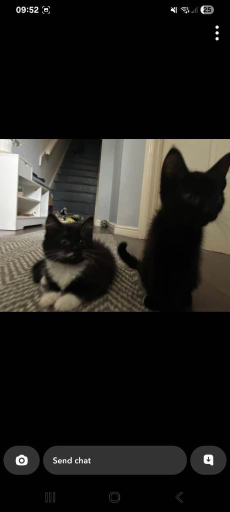 3 kittens