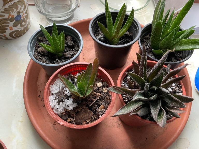 Succulents plants. All 20peach. 