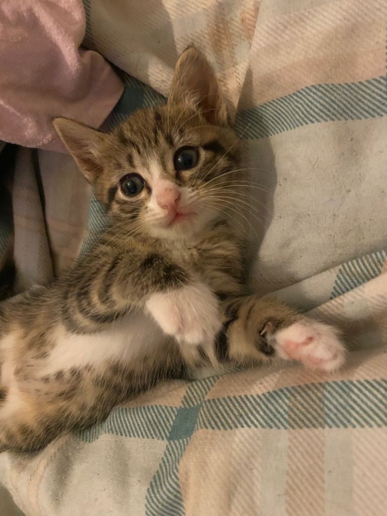 British short haired cross for sale 