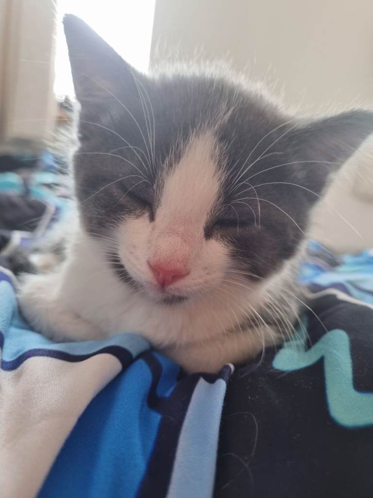 Boy kitten was supposed to be a girl, cant get my money back 