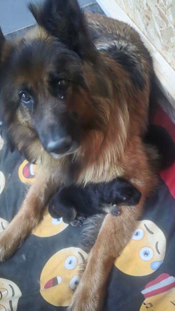 German shepherd 
