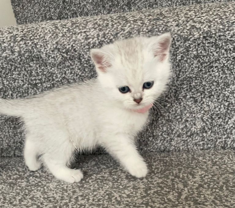 Pedigree British Short Hair Kittens