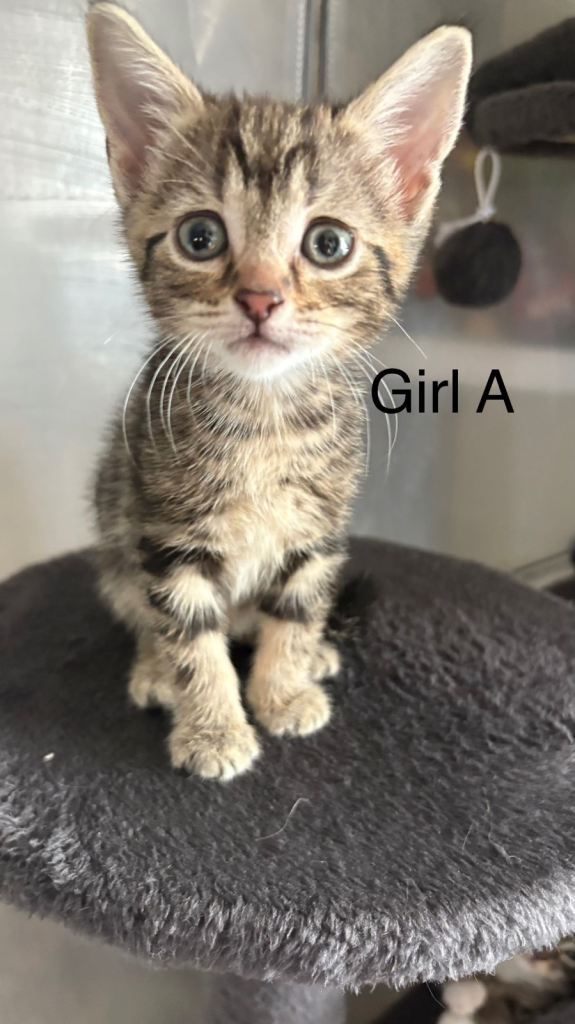 Beautiful kittens ready now 