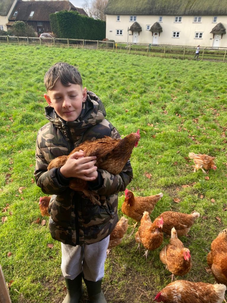 Backyard chickens for sale