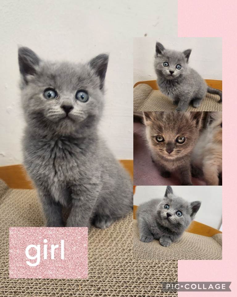 British short hair x ragdoll