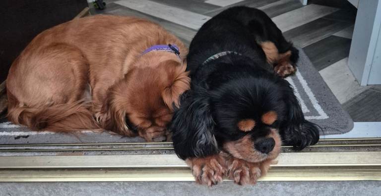 King charles cavalier 