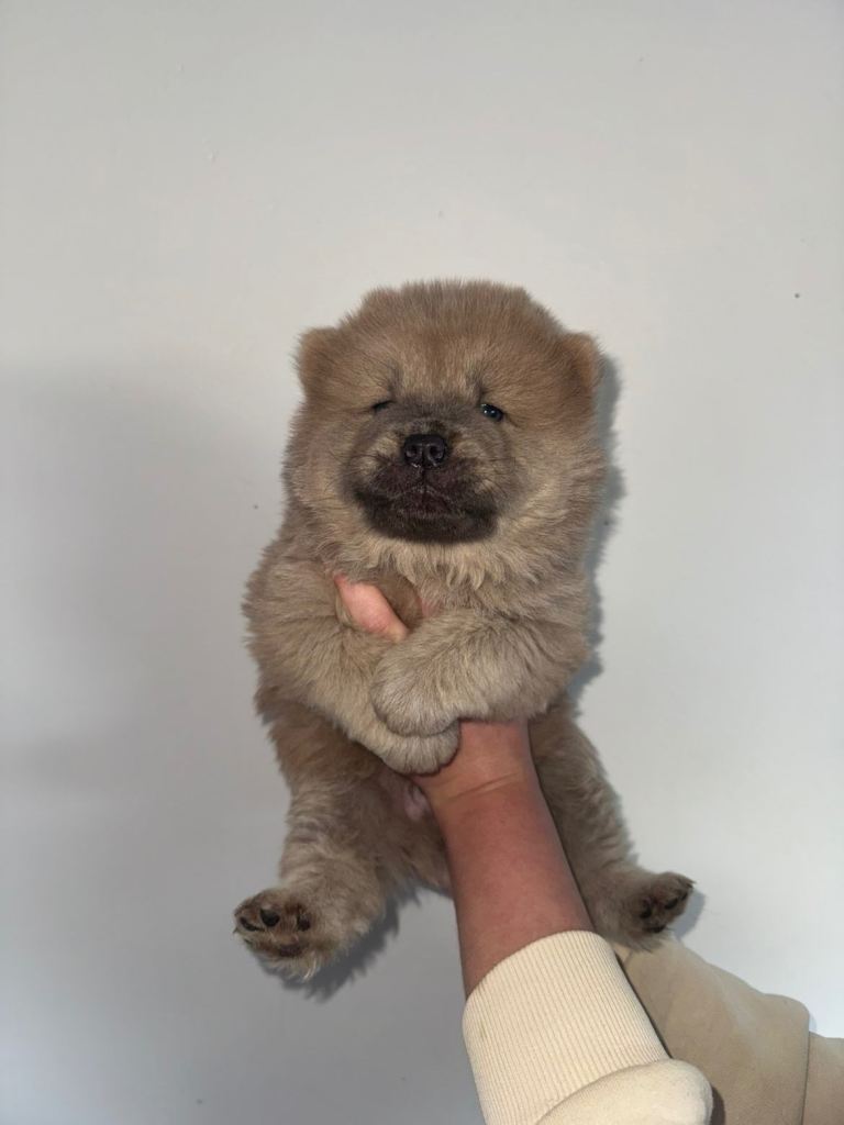 Chow chow pups ready to leave 24th
