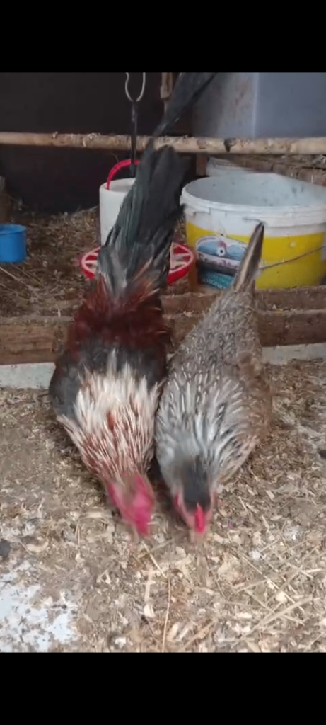 Baby healthy Chicken 