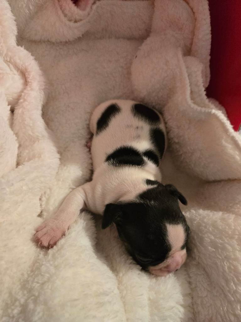 French bulldog pups for sale 