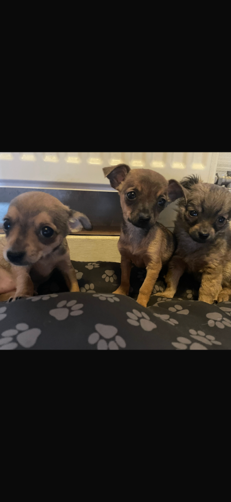 Chihuahua puppies 