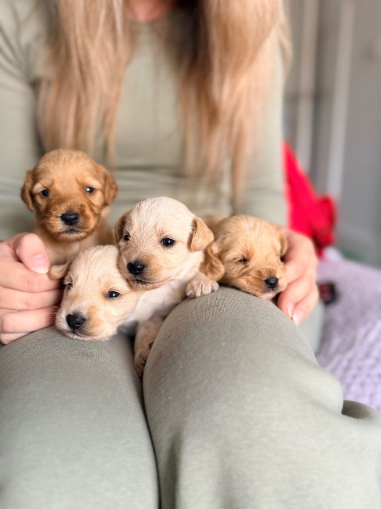 Cavapoochon x puppies 