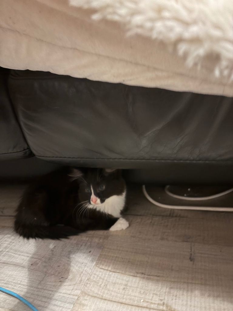 Black and white adorable kitten for sale