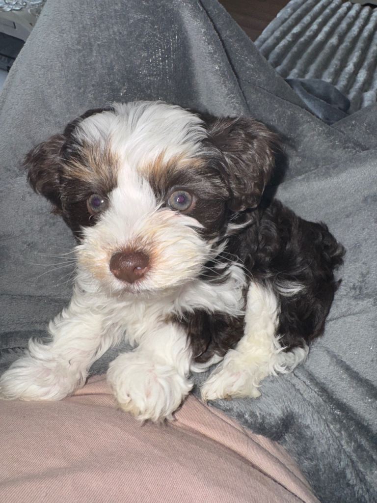 Extra mini biewer yorki puppy