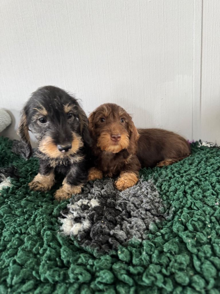 Miniature wire haired dachshunds