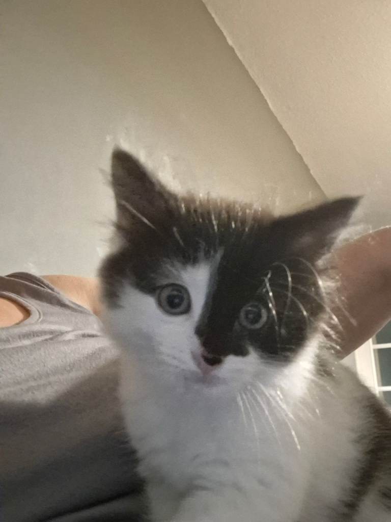 Maine Coon Cross kittens