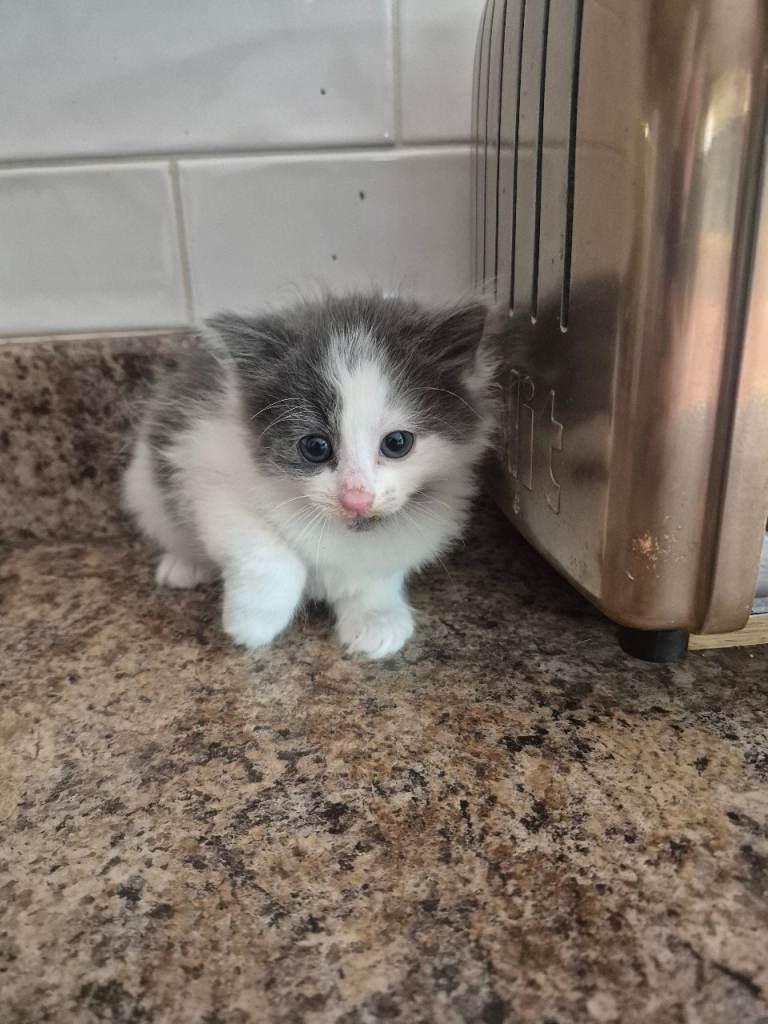 Kittens 
