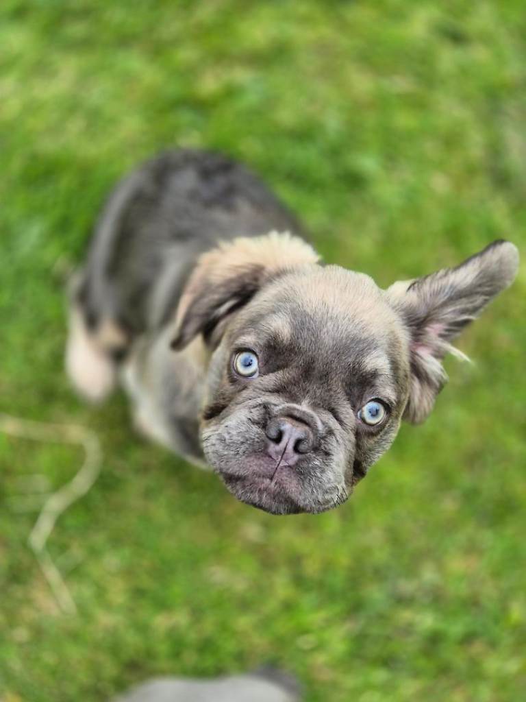 French bulldog pup