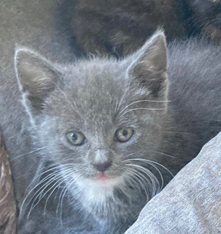 Ready for forever homes