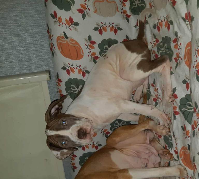 White and brown Male presa cross pup seeking home 