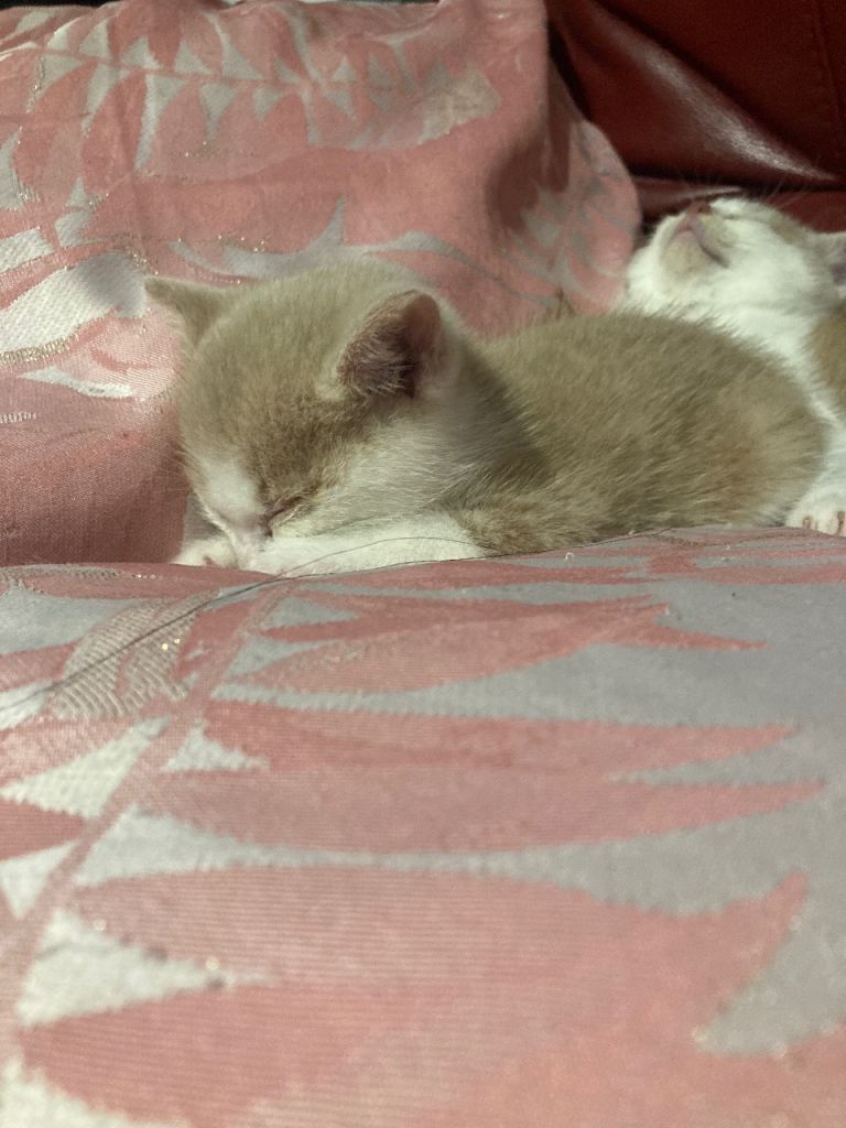 Kittens