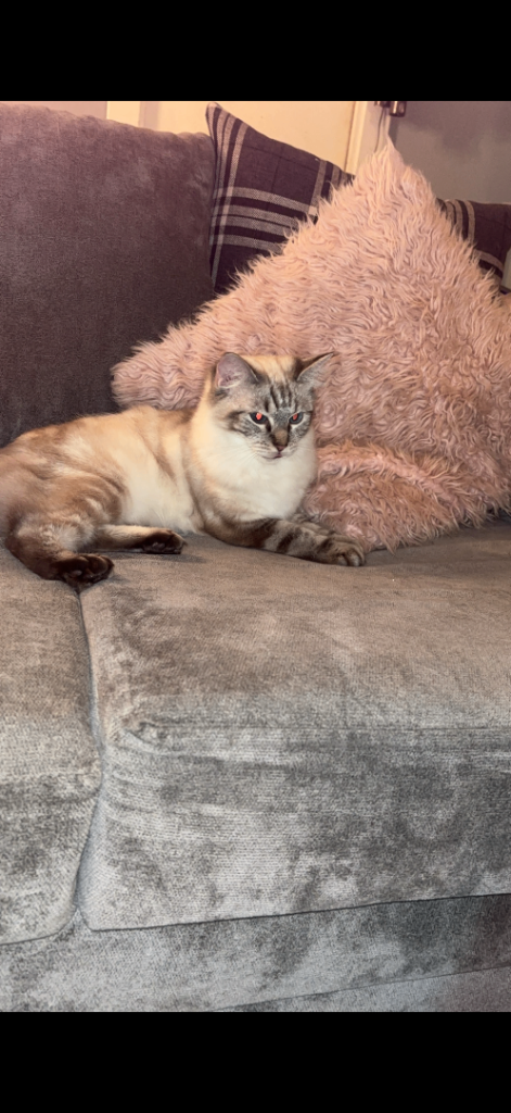 Ragdoll cross Siamese kittens 