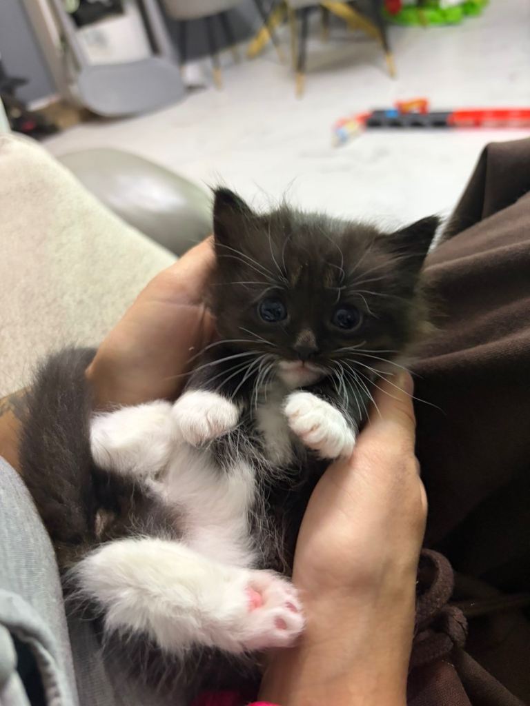 Ragdoll x Turkish angora kittens