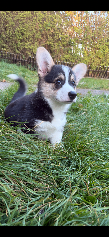 Kc Reg Welsh Pembroke Corgi puppy