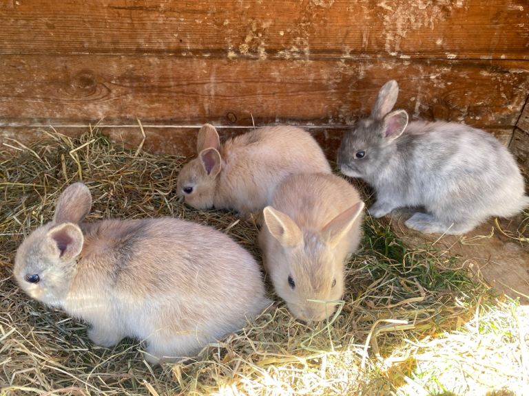 Bunny Rabbits