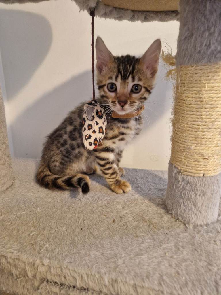 Full Bengal Male Kittens ready to go