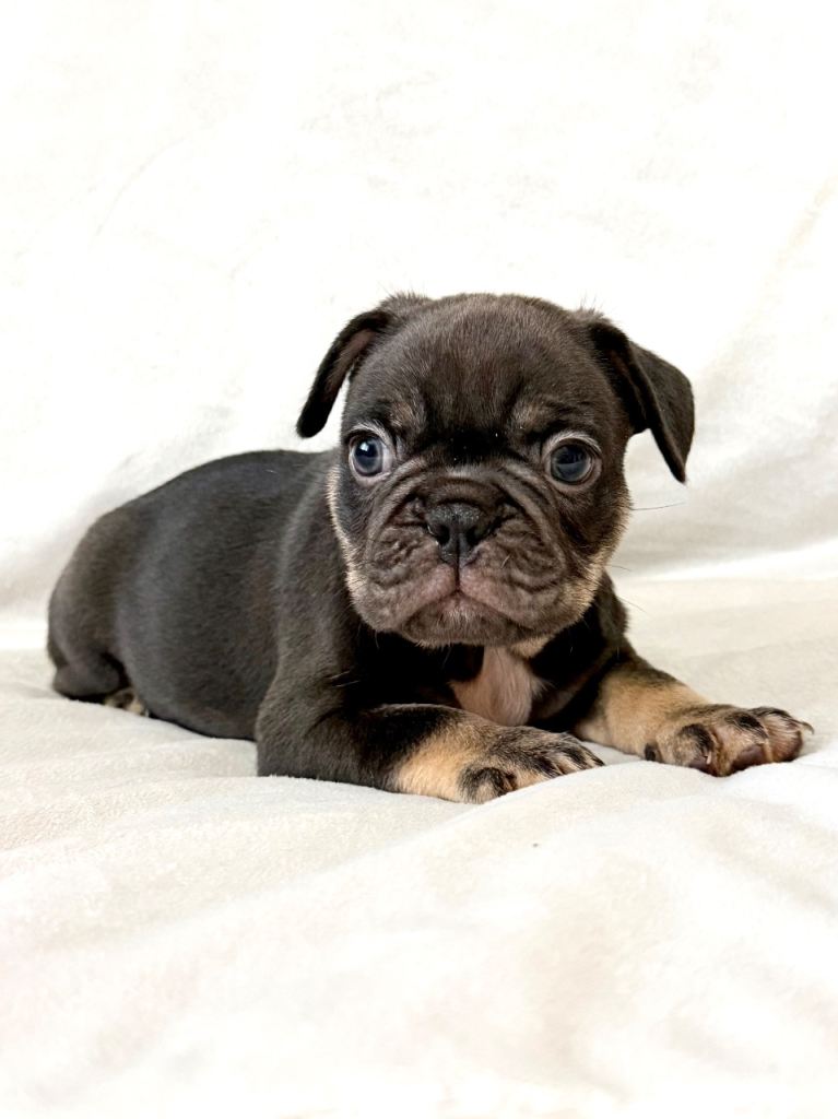 French bulldog puppies