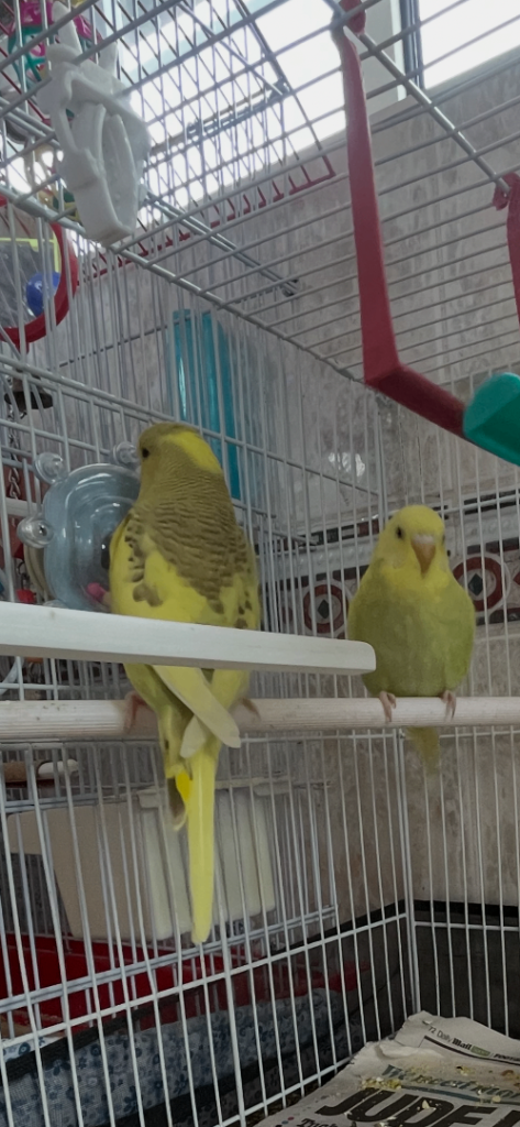 Budgies