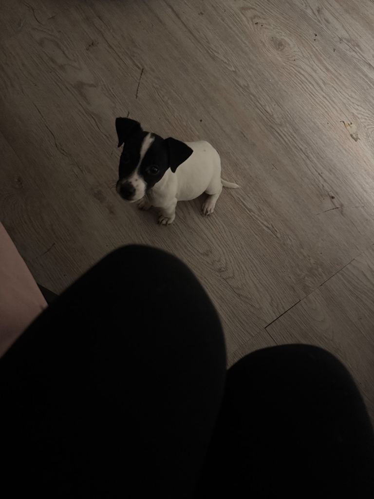 Puppy jack Russell for sale 