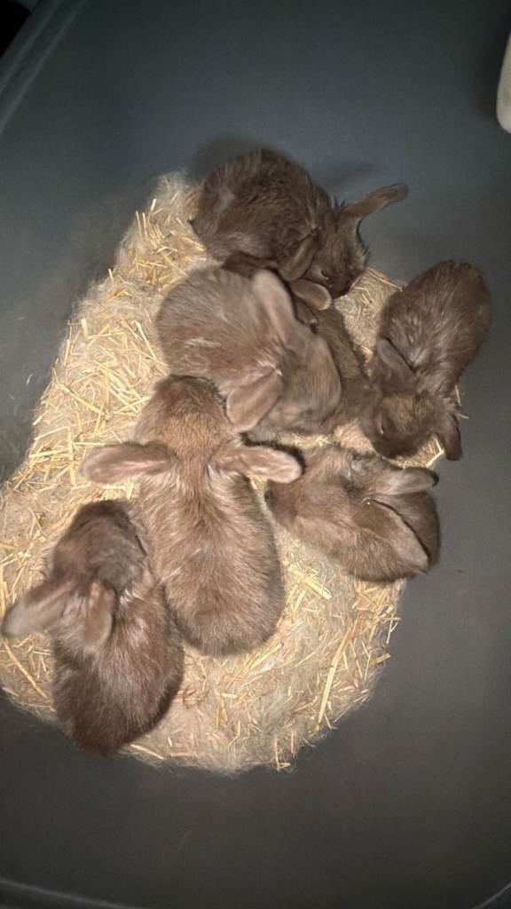 7 chocolate french lop 