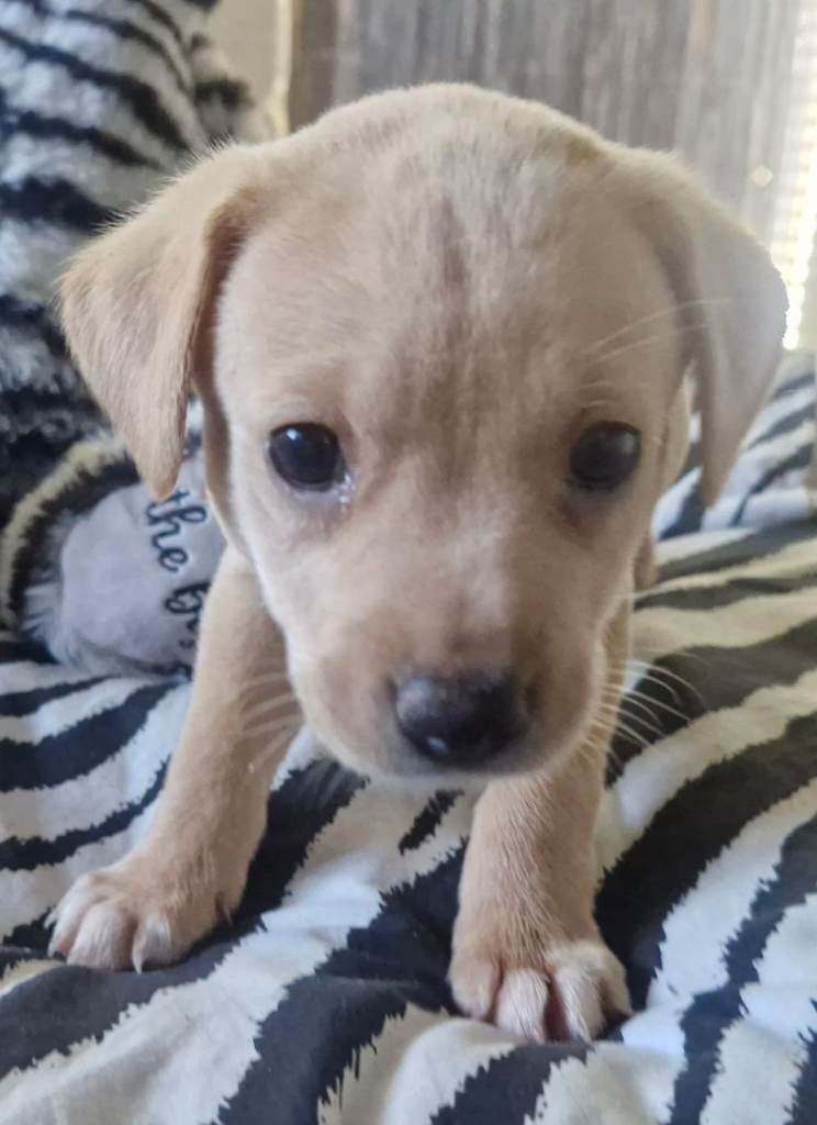 Labrador Cross Puppies for sale 