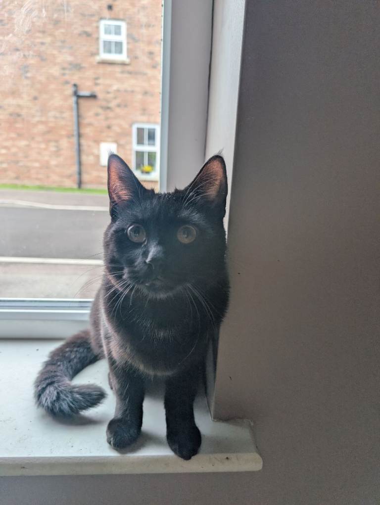 Male black cats 
