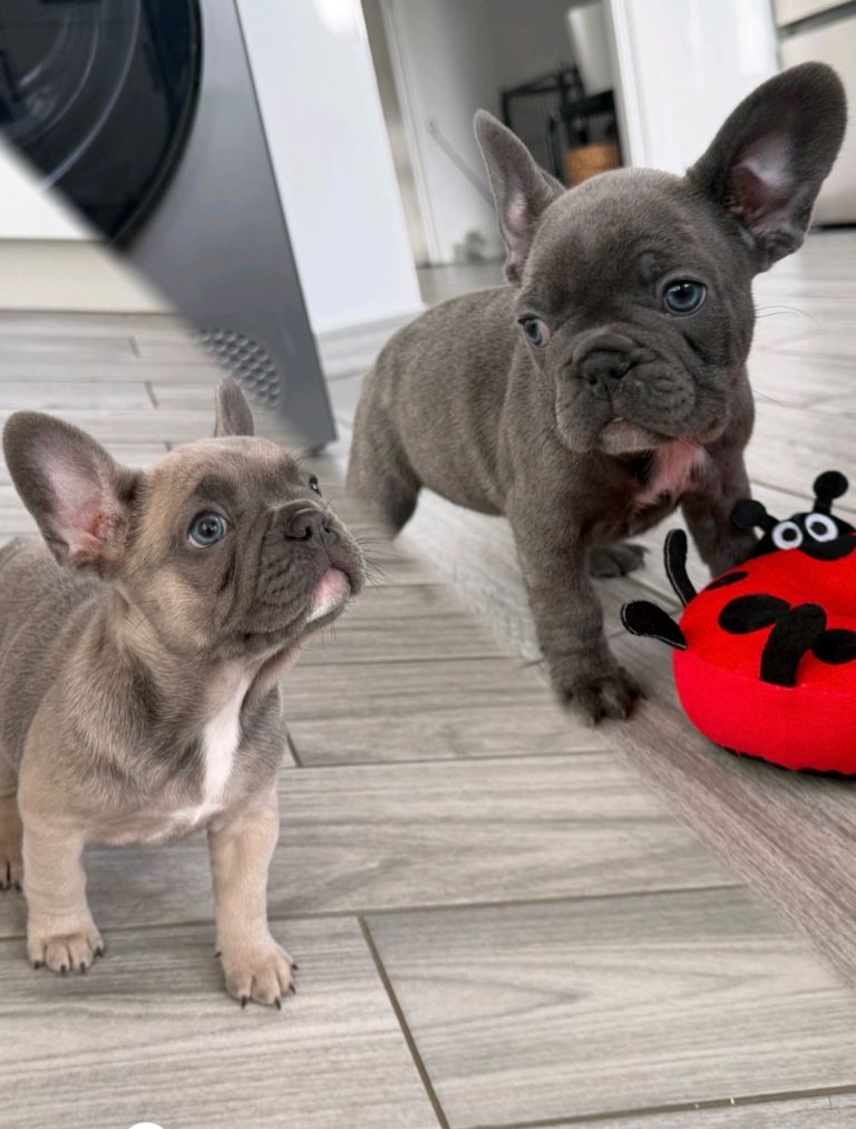French Bulldog Puppies KC reg 