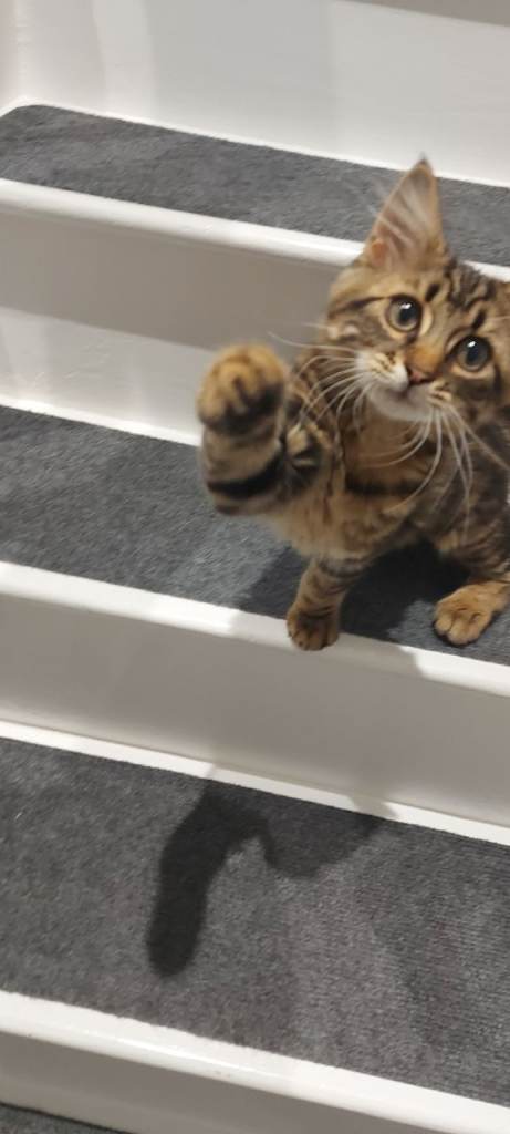 Mr 
