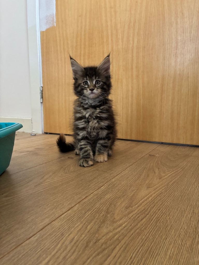 Maine coon kittens 